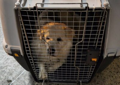 cani arrivati dal Libano in aeroporto