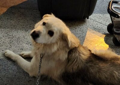 cani arrivati dal Libano in aeroporto