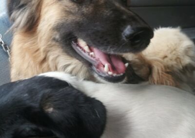 cani arrivati dal Libano in aeroporto