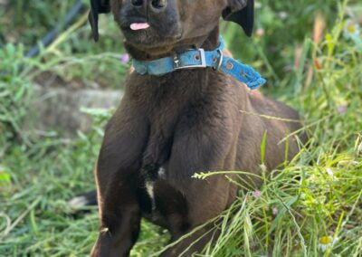 cane arrivato dal Libano in cerca di casa