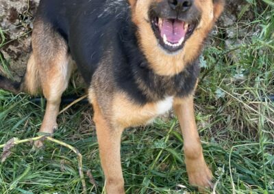 cane arrivato dal Libano in cerca di casa