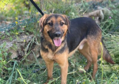 cane arrivato dal Libano in cerca di casa