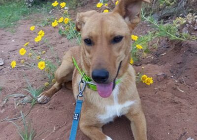 cane arrivato dal Libano in cerca di casa