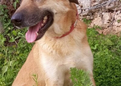 cane arrivato dal Libano in cerca di casa