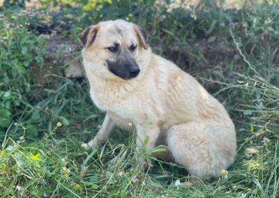 cane arrivato dal Libano in cerca di casa