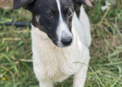 cane arrivato dal Libano in cerca di casa