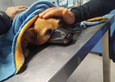 cagnolina in visita veterinaria