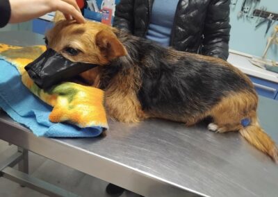 cagnolina anziana in visita veterinaria