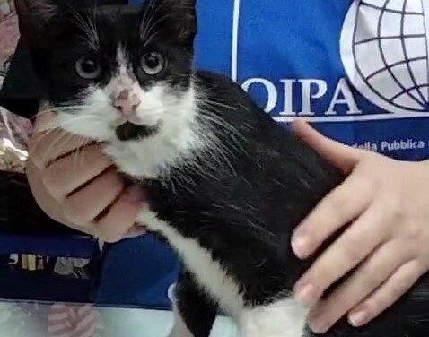 LULÙ, DOLCISSIMA GATTINA DI COLONIA, HA SUBITO UN GRAVE TRAUMA: AIUTIAMOLA INSIEME AGLI ANGELI BLU DI CASTELLAMMARE DEL GOLFO