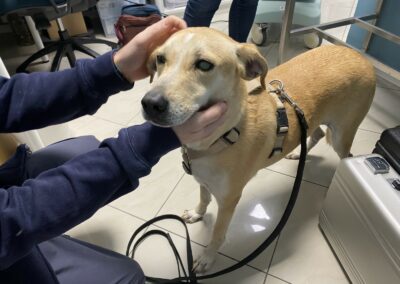 cane quasi cieco in visita veterinaria