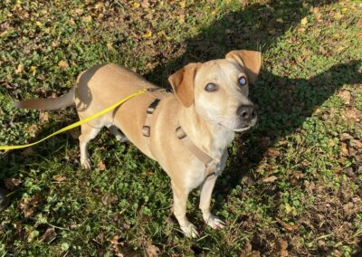 cane ron quasi cieco in cerca di una famiglia