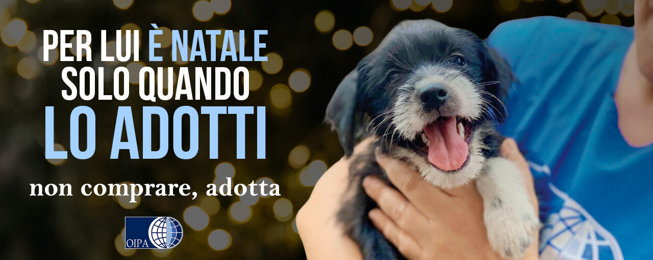 Arriva Natale: anche quest’anno l’OIPA ti invita a non regalare animali!