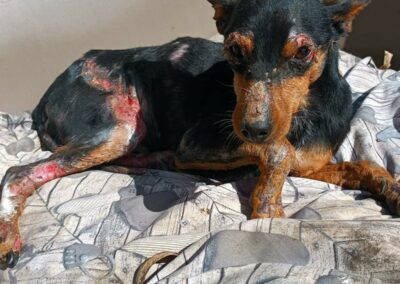 cane anziano malato pixel con grave dermatite rifugio speranza taranto