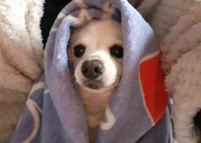 cagnolina anziana rifugio speranza taranto