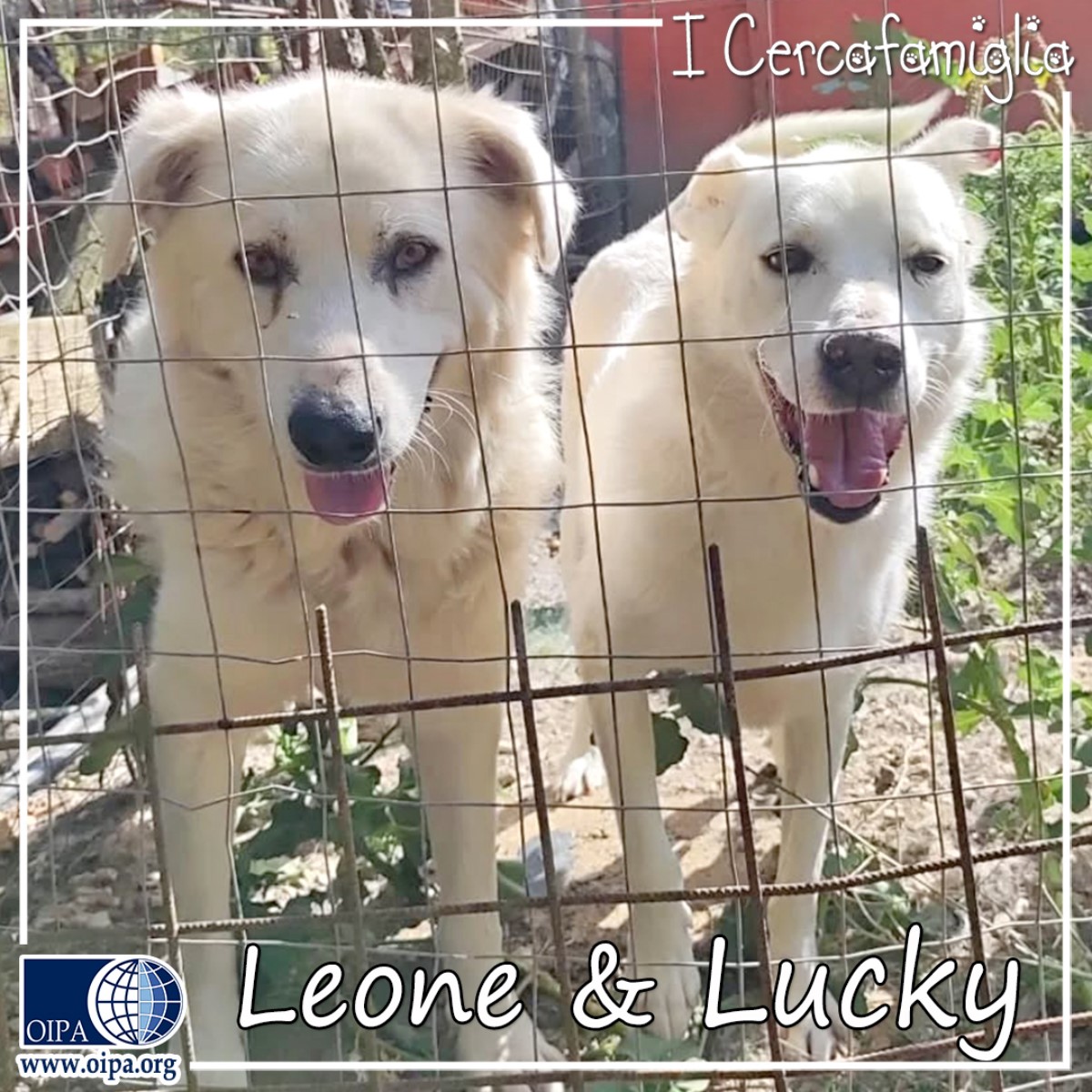 leone e lucky cercano adozione