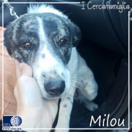 I Cercafamiglia: Milou