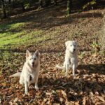 Neve cucciola pastore maremmano salvata dai volontari OIPA Bolzano