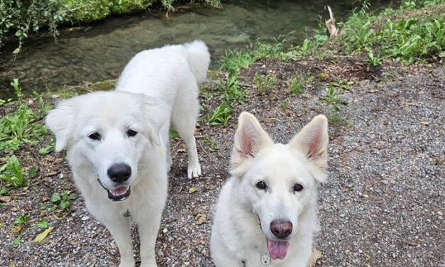 Nuova vita per Neve, cucciola di pastore maremmano sequestrata grazie agli Angeli blu di Bolzano