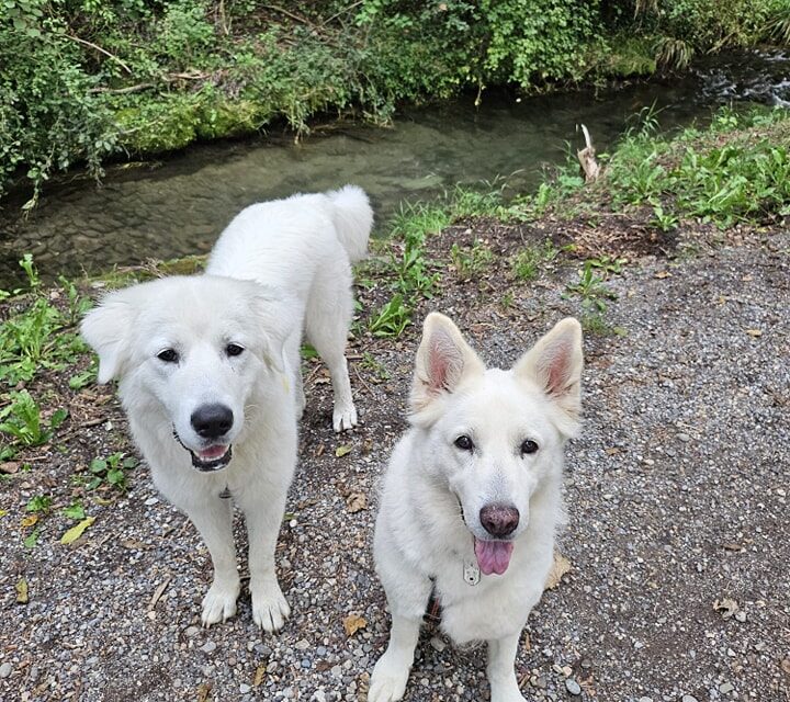 Nuova vita per Neve, cucciola di pastore maremmano sequestrata grazie agli Angeli blu di Bolzano