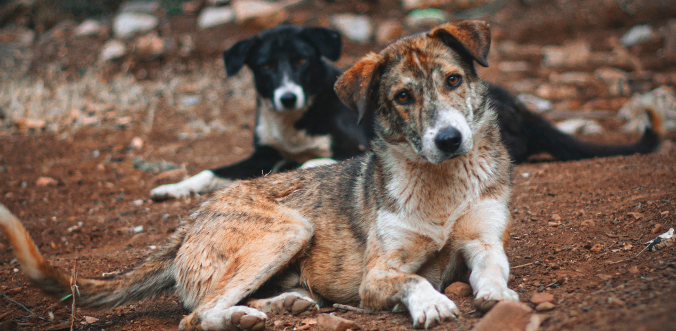 Tragedia nel Lazio: donna sbranata e uccisa da un branco di cani randagi. OIPA: “Siamo disponibili a offrire alle istituzioni aiuto mirato per combattere il randagismo”