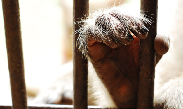 Anche l’OIPA si aggiunge all’istanza di sequestro dei macachi dell’Università Unife