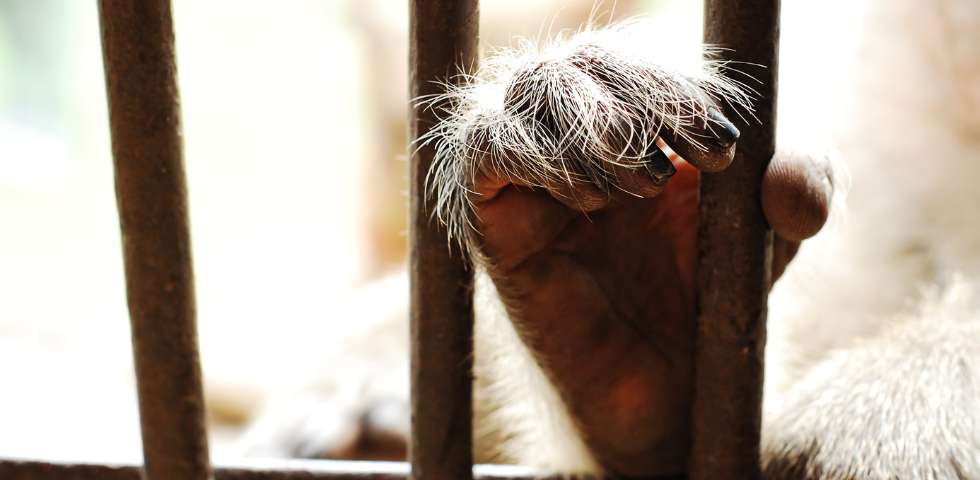 Anche l’OIPA si aggiunge all’istanza di sequestro dei macachi dell’Università Unife