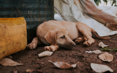 Stop alla strage di cani in Marocco in vista della Coppa del Mondo FIFA 2030: invia la mail di protesta