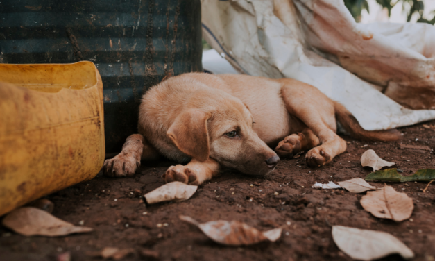 Stop alla strage di cani in Marocco in vista della Coppa del Mondo FIFA 2030: invia la mail di protesta