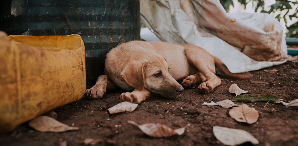 Stop alla strage di cani in Marocco in vista della Coppa del Mondo FIFA 2030: invia la mail di protesta