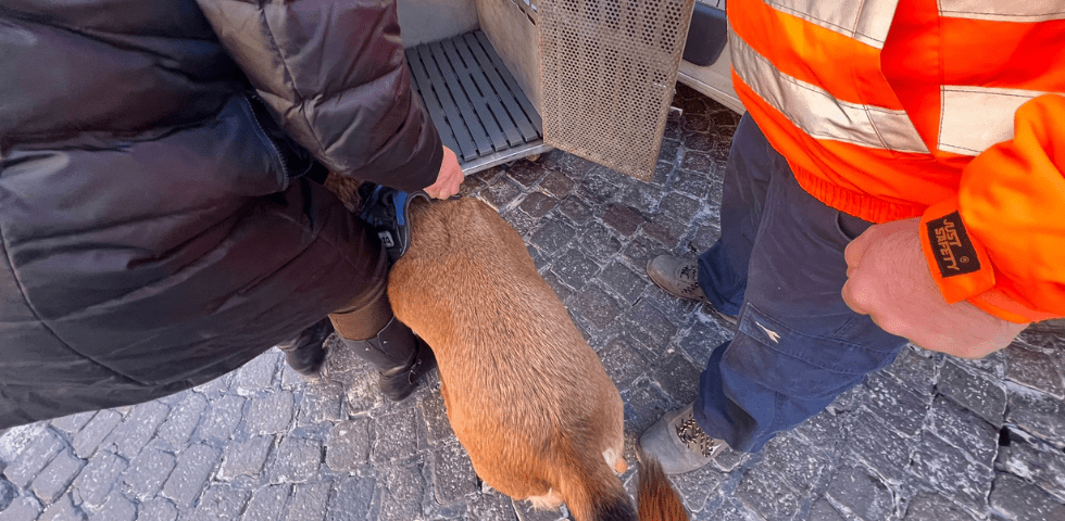 Napoli: l’intervento delle Guardie Zoofile dell’OIPA salva un senzatetto e la sua cagnolina