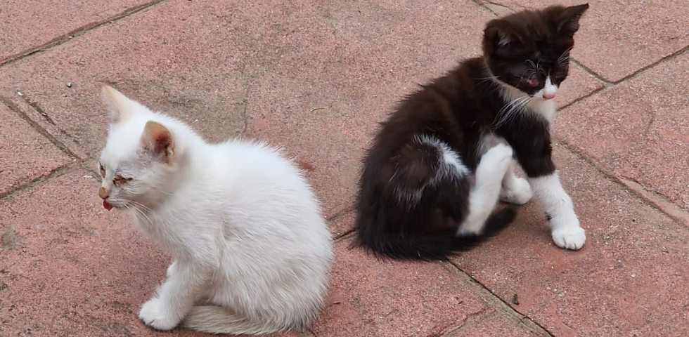 Modena, gattini trascurati e malati in un’azienda agricola: tratti in salvo dalle Guardie zoofile dell’OIPA. Scatta il maltrattamento con confisca