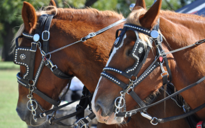 Cavallo morto ad Anguillara Sabazia, OIPA: “Inammissibile, necessario ripensare al modo in cui le tradizioni vengono onorate”