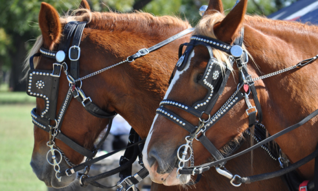 Cavallo morto ad Anguillara Sabazia, OIPA: “Inammissibile, necessario ripensare al modo in cui le tradizioni vengono onorate”