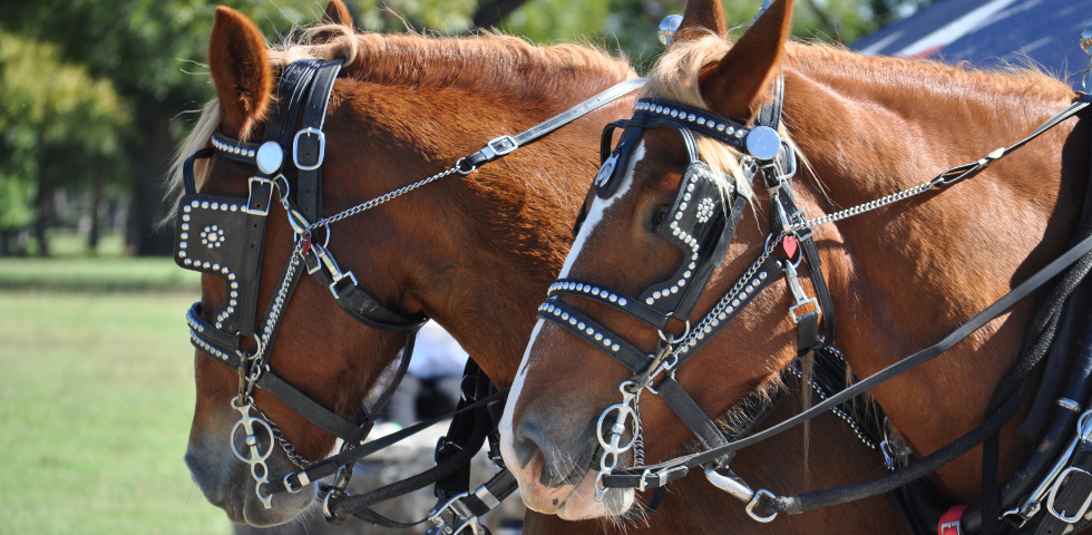 Cavallo morto ad Anguillara Sabazia, OIPA: “Inammissibile, necessario ripensare al modo in cui le tradizioni vengono onorate”