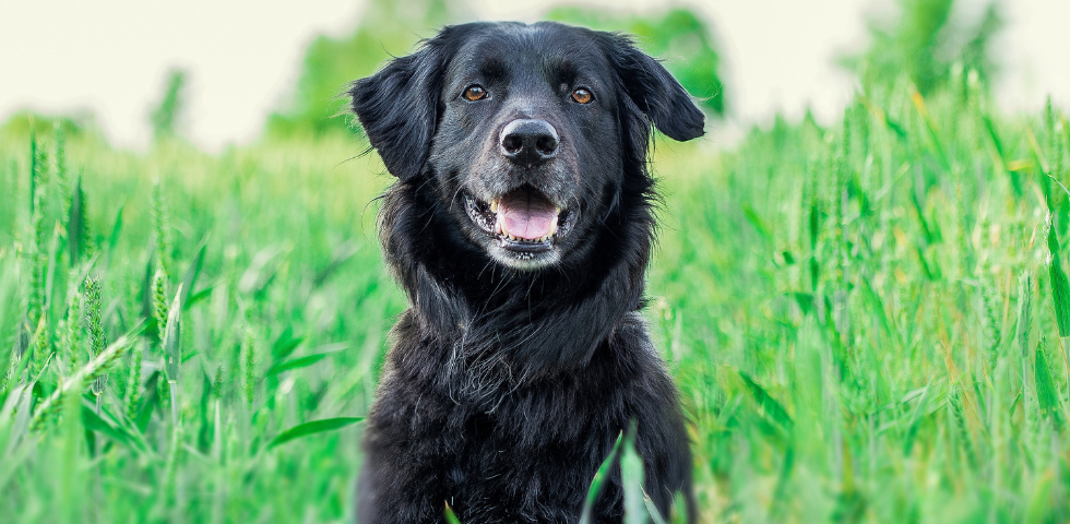 Catania: sabato 18 gennaio l’incontro “Cane: il diritto di esserci”, un confronto per una convivenza responsabile tra cani e persone 