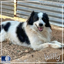 I Cercafamiglia: Willy