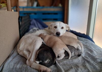 cagnolina che allatta i cuccioli salvata dai volontari OIPA