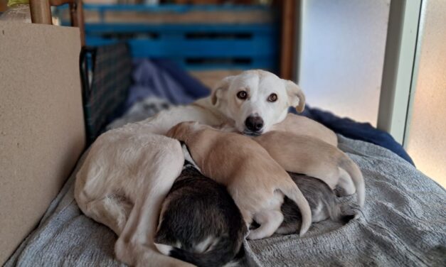 Abbandonata incinta, Matilde, giovane cagnolina, è stata costretta a partorire in strada. Aiutaci a offrire a lei a ai suoi piccoli un futuro migliore