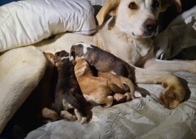 cagnolina che allatta i cuccioli salvata dai volontari OIPA