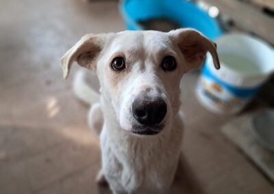 Matilde, cagnolina abbandonata incinta salvata dai volontari OIPA