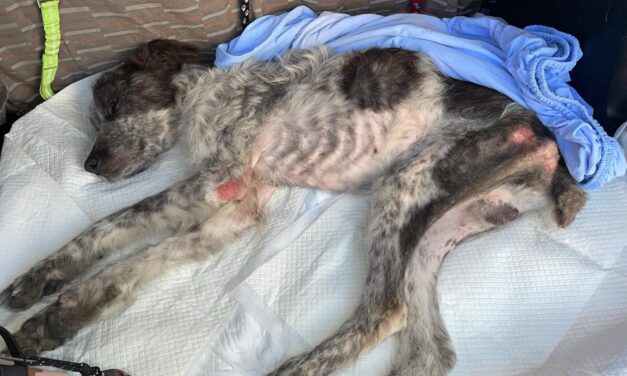 Una sofferenza indicibile quella di Ciro, cane recuperato in condizioni disperate. La sua vita è ancora in pericolo: uniamo le forze per salvarlo