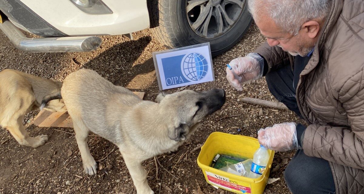 L’OIPA International supporta un’iniziativa per educare, sensibilizzare e fornire cure veterinarie agli animali in Kurdistan 