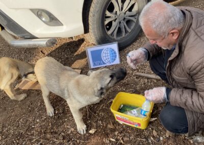 cane randagio in Kurdistan aiuti di OIPA International