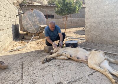 cane randagio in Kurdistan aiuti di OIPA International