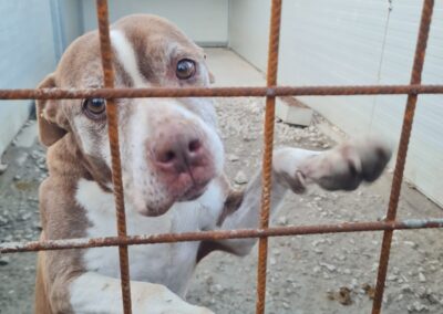 volontaria OIPA nel canile di Caltanissetta