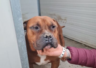 cane recluso nel canile di Caltanissetta