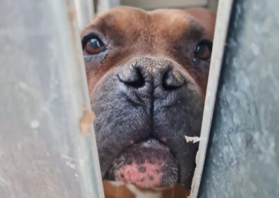 cane recluso nel canile di Caltanissetta