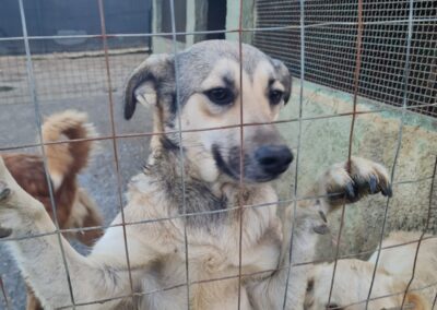 cagnolina reclusa nel canile di Caltanissetta