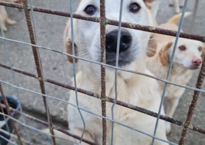 cagnolina reclusa nel canile di Caltanissetta