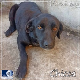 I Cercafamiglia: Chicca